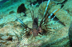 Taken on Nekton Pilot dive site "The Hesperus"  Lion Fish... by Cheri Denn 
